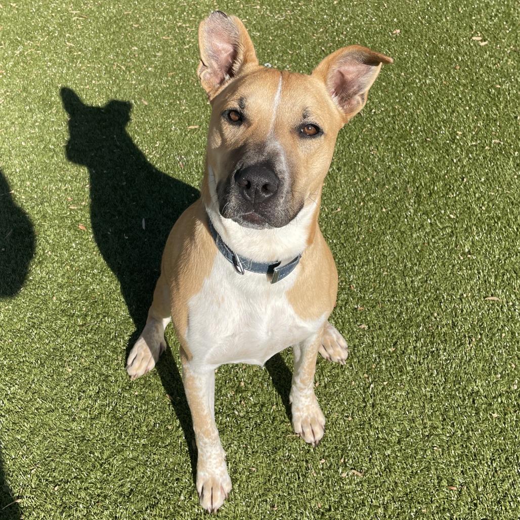 Enlarge Trevor, a Adoptable mixed breed in Charlottesville, VA image 6/6