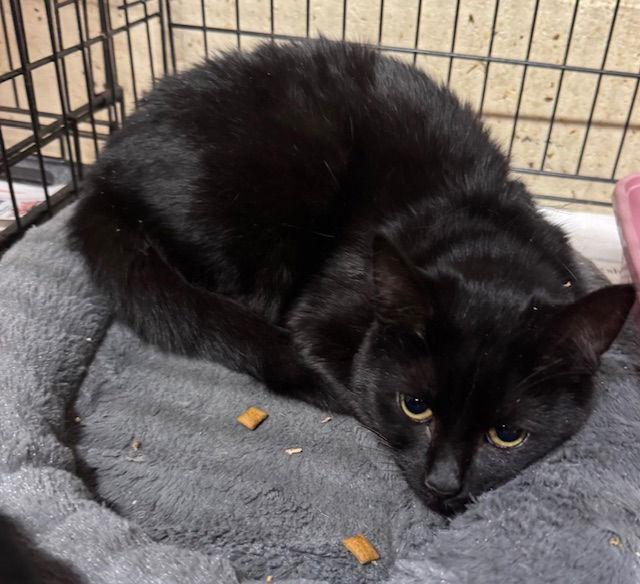 Enlarge Coco, a Adopted Domestic Medium Hair in Apollo, PA image 1/2