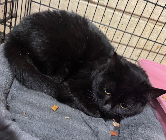 Enlarge Coco, a Adopted Domestic Medium Hair in Apollo, PA image 2/2