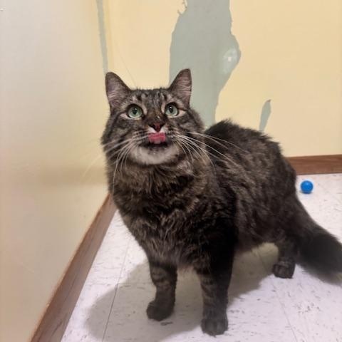 Enlarge Barry, a Adoptable Domestic Long Hair in Hutchinson, MN image 3/3