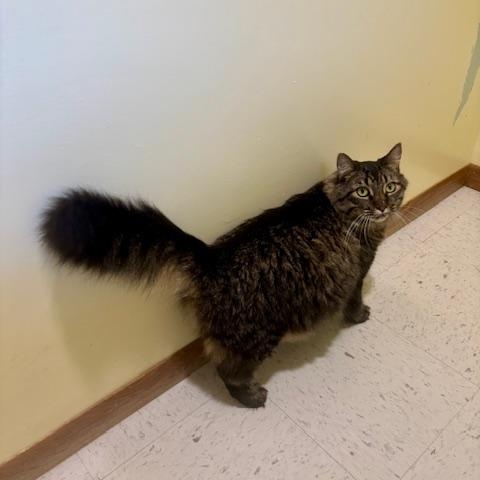 Enlarge Barry, a Adoptable Domestic Long Hair in Hutchinson, MN image 2/3