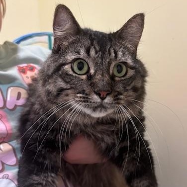 Barry, Adoptable, Adult Male Domestic Long Hair.