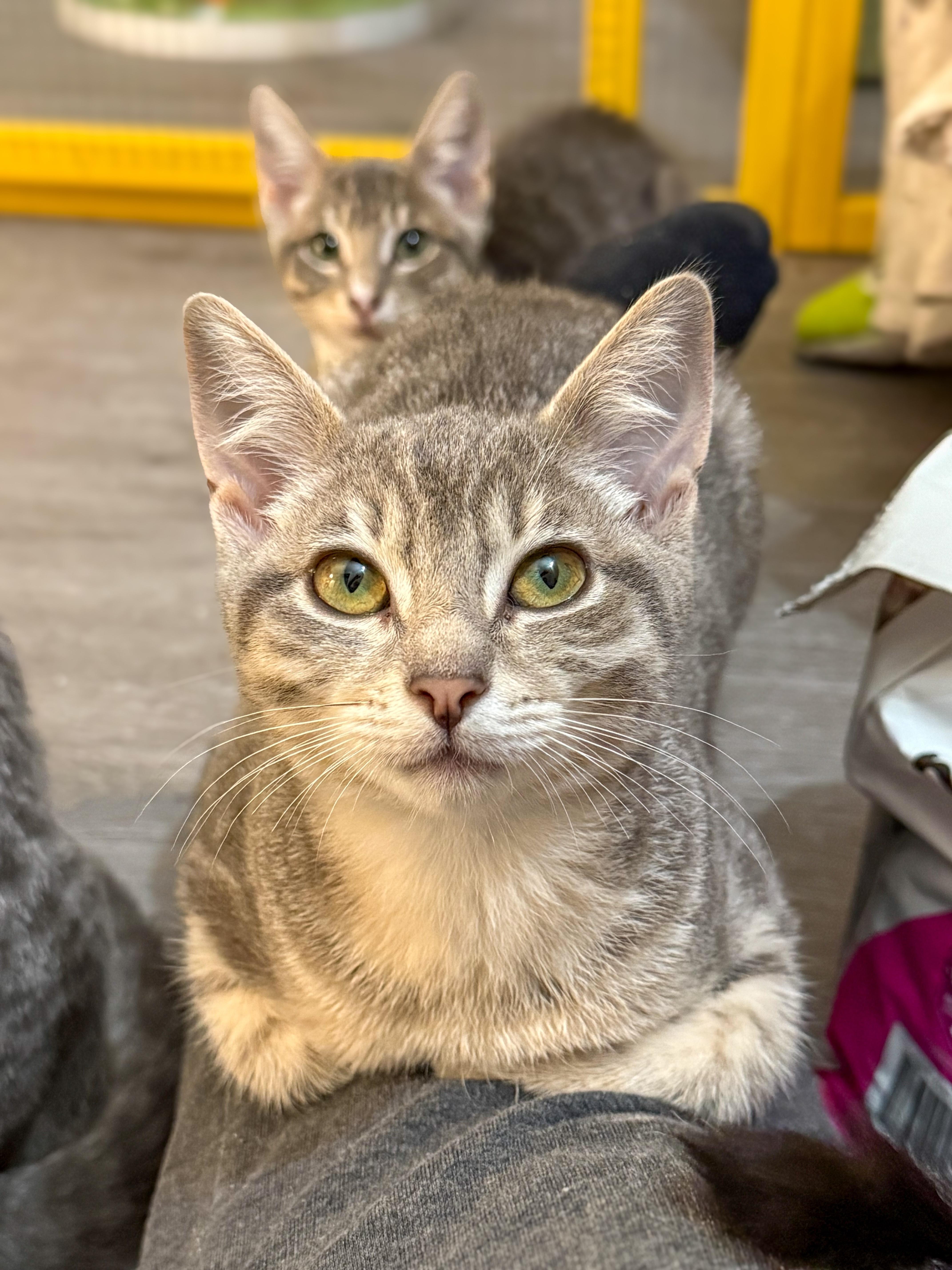 Ghost, a Adoptable Domestic Short Hair in Vallejo, CA image 2/5