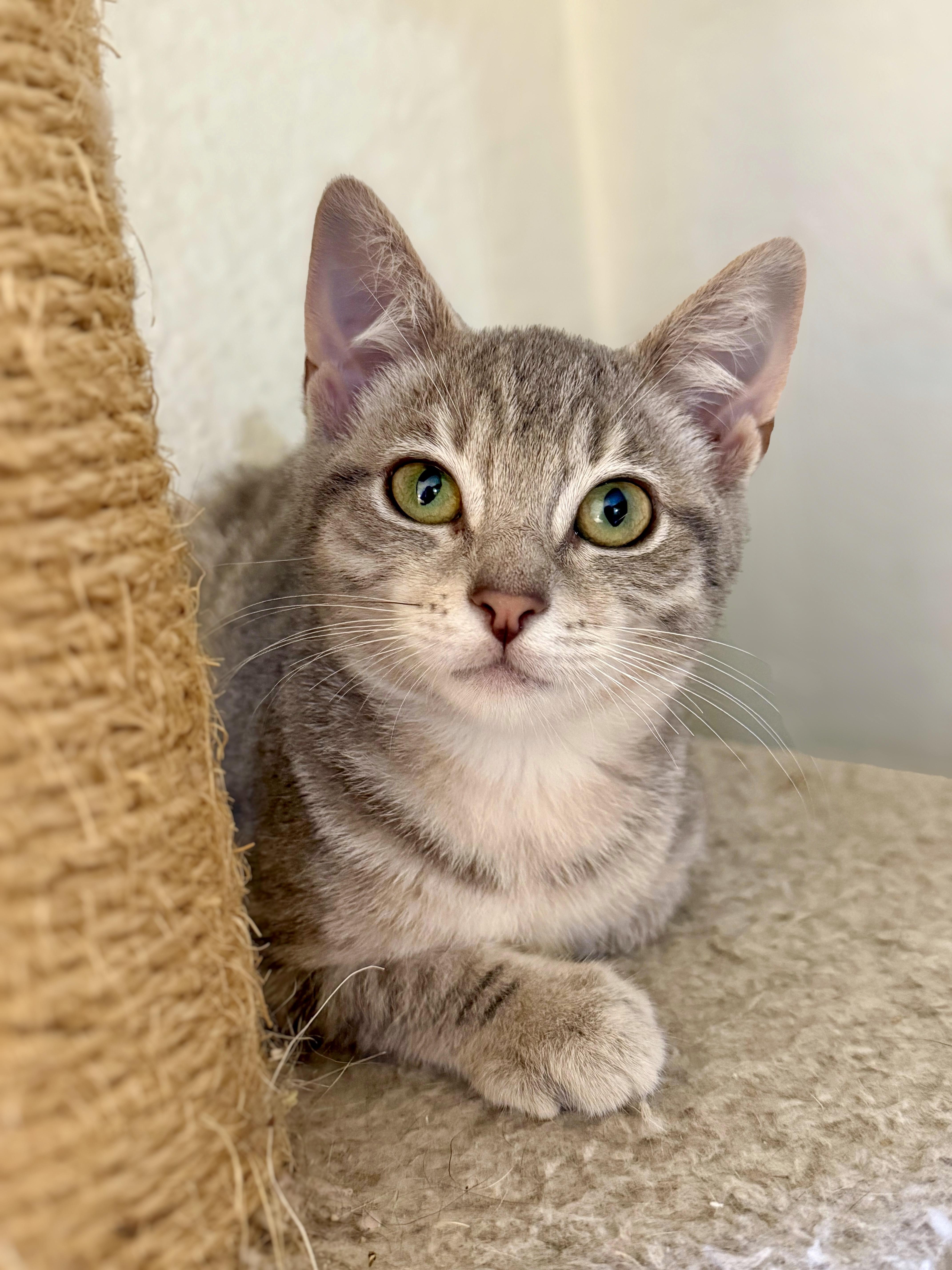 Ghost, a Adoptable Domestic Short Hair in Vallejo, CA image 3/5