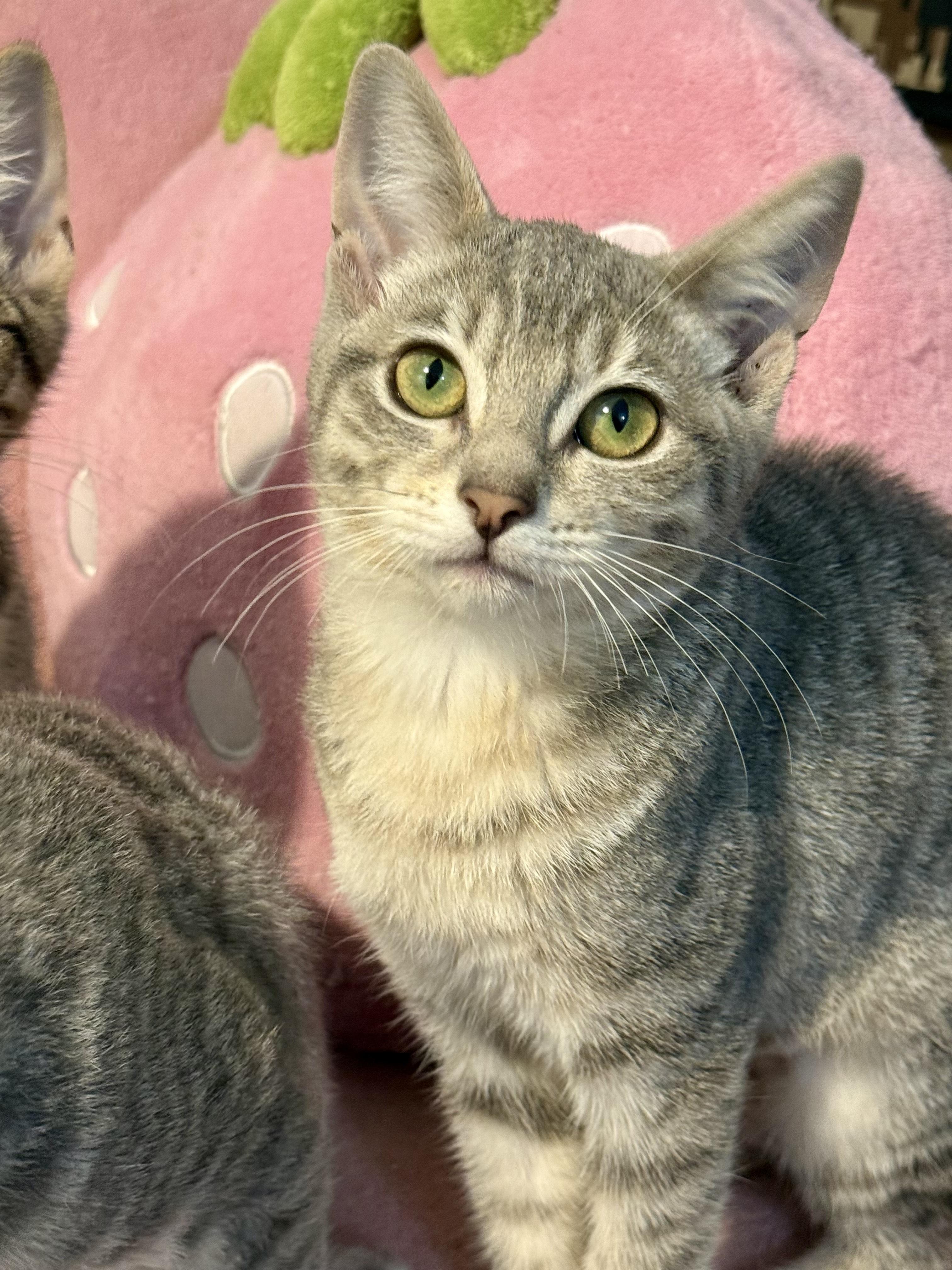 Ghost, a Adoptable Domestic Short Hair in Vallejo, CA image 4/5