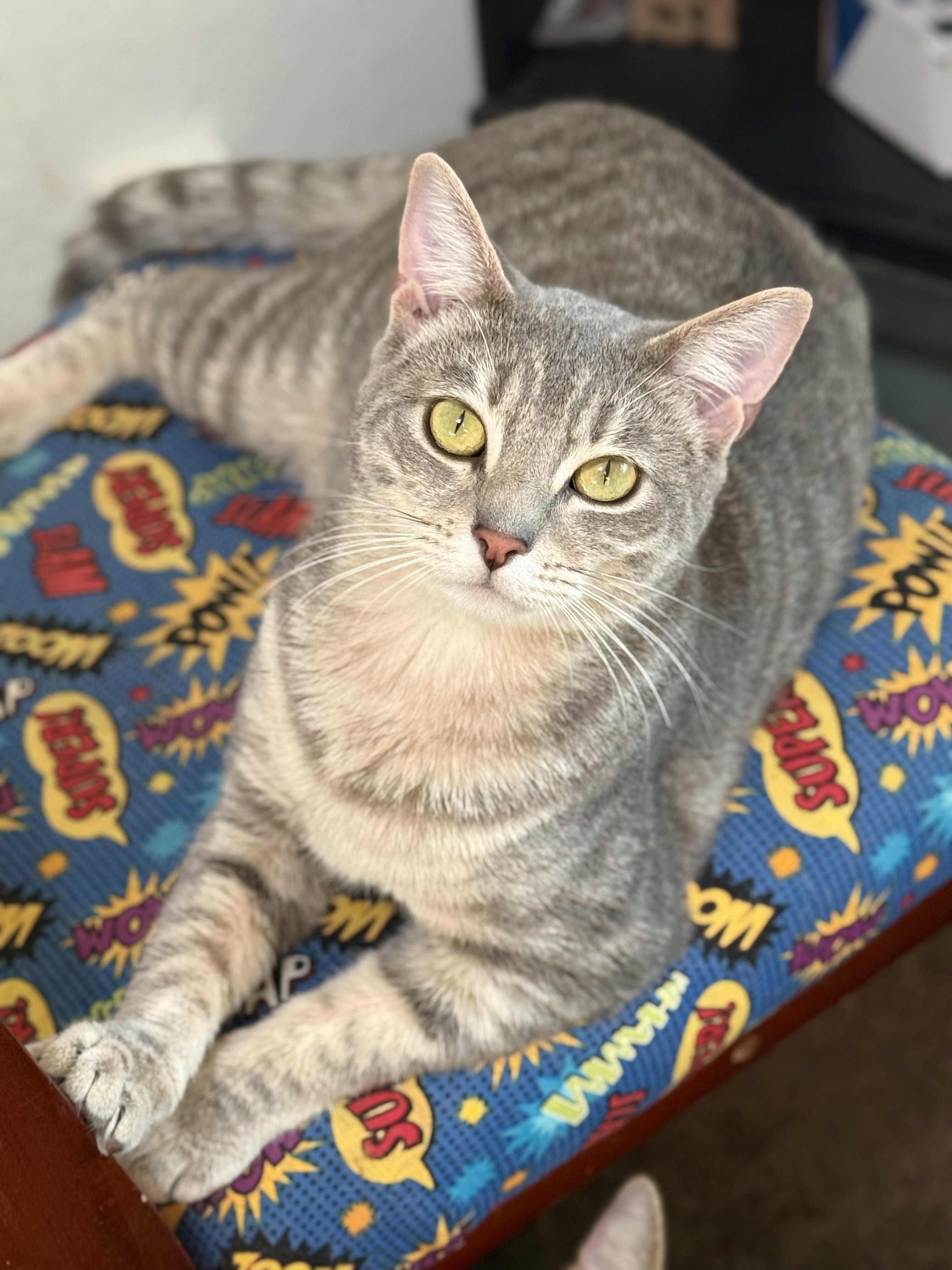 Enlarge Ghost, a Adoptable Domestic Short Hair in Vallejo, CA image 6/6