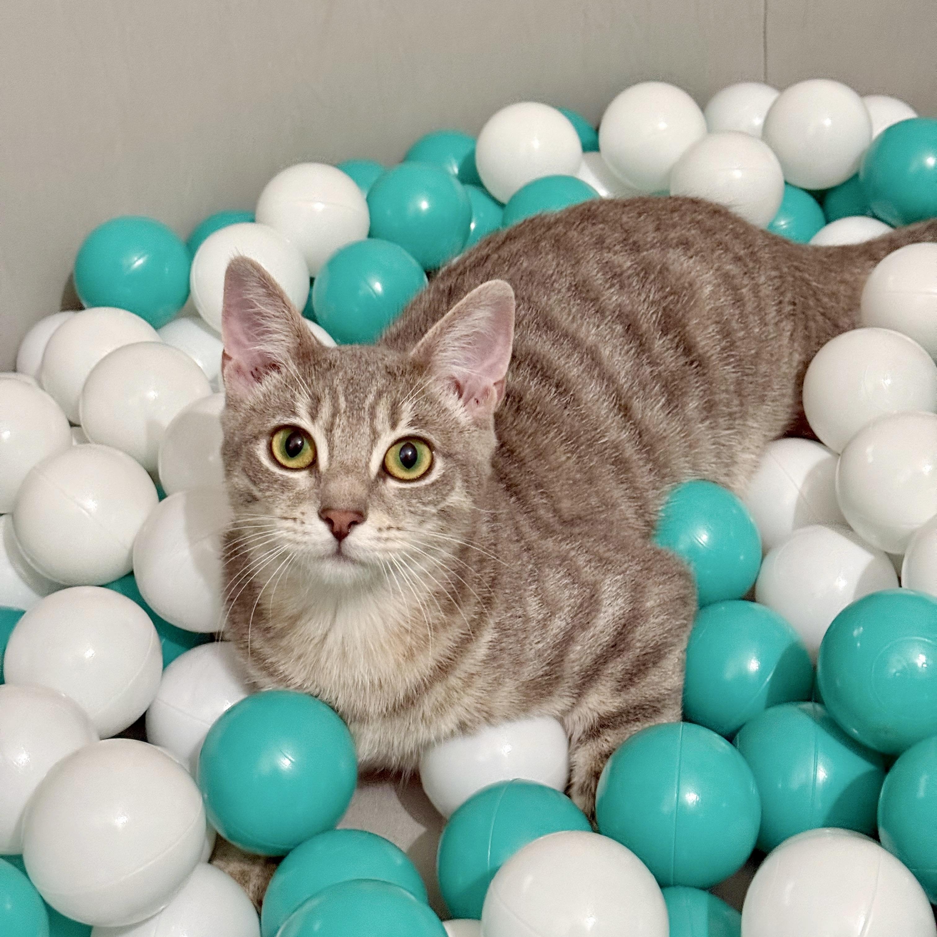 Enlarge Ghost, a Adoptable Domestic Short Hair in Vallejo, CA image 1/6