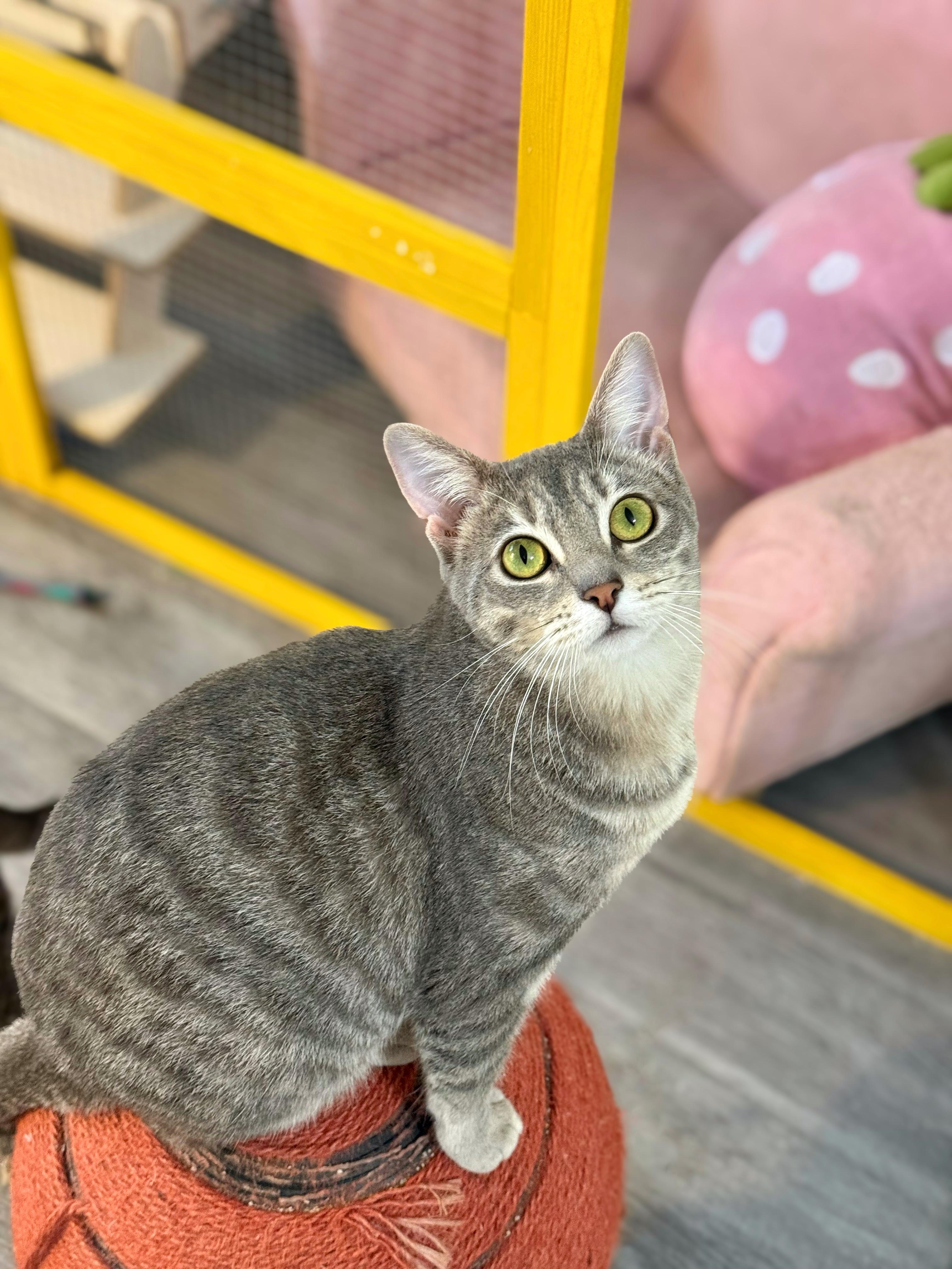 Enlarge Ghost, a Adoptable Domestic Short Hair in Vallejo, CA image 5/6