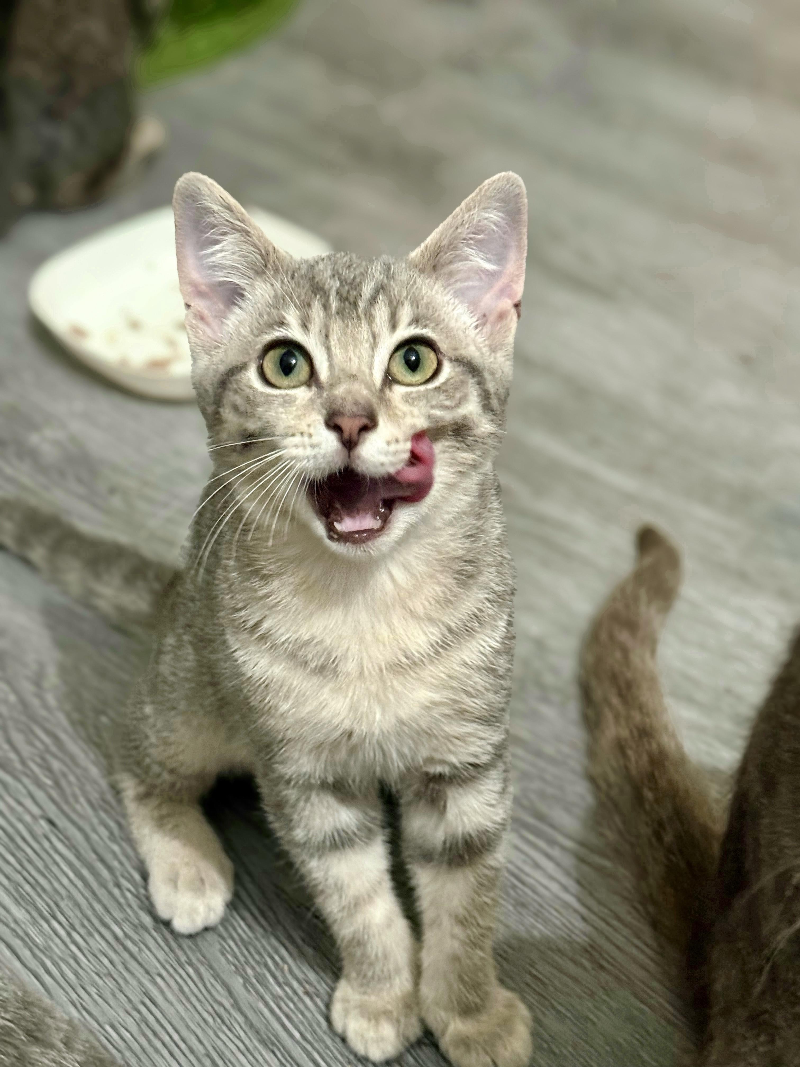 Ghost, a Adoptable Domestic Short Hair in Vallejo, CA image 5/5