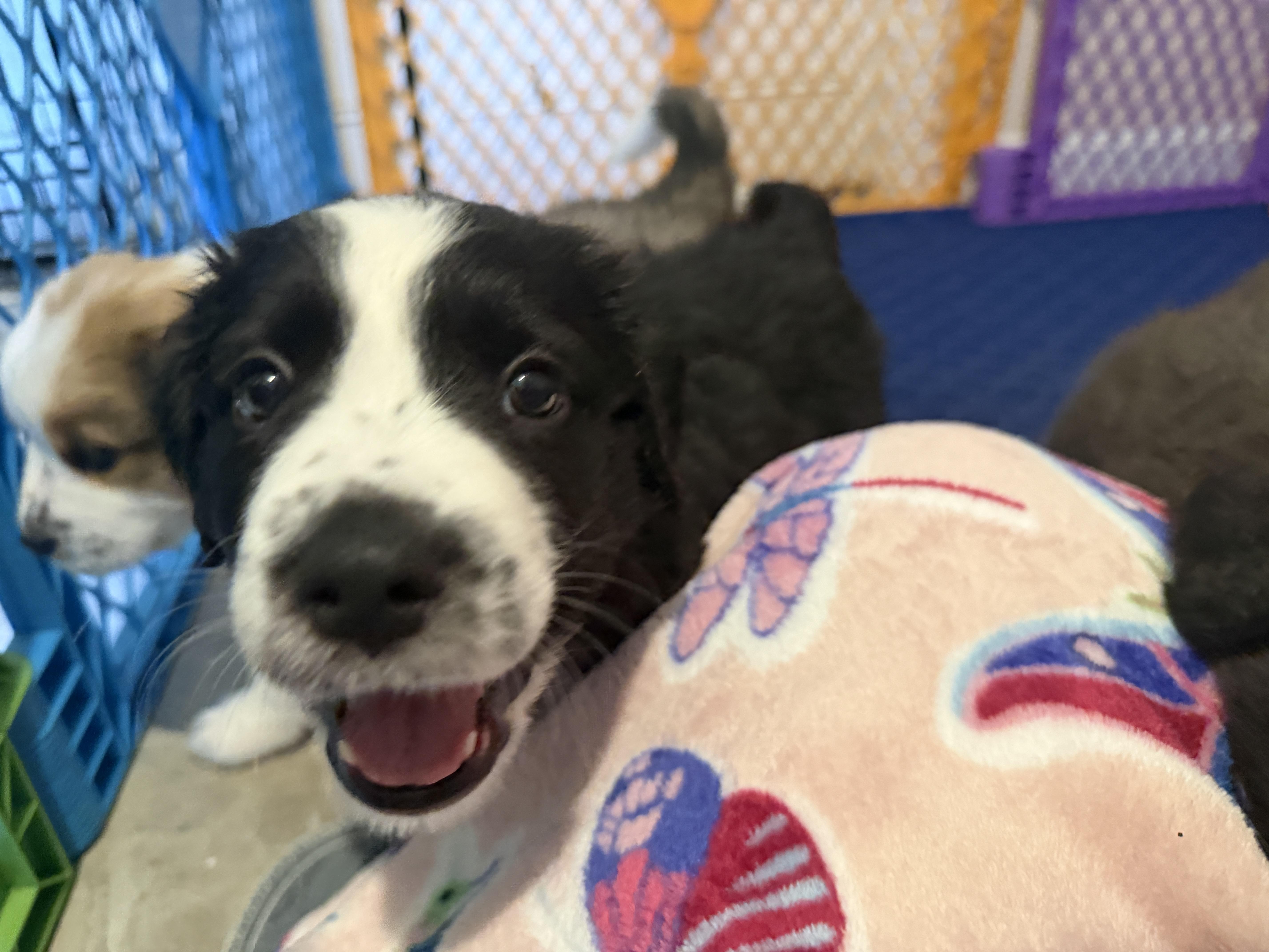 Wemby, an adopted mixed breed in Jeffersonville, IN image 4/4