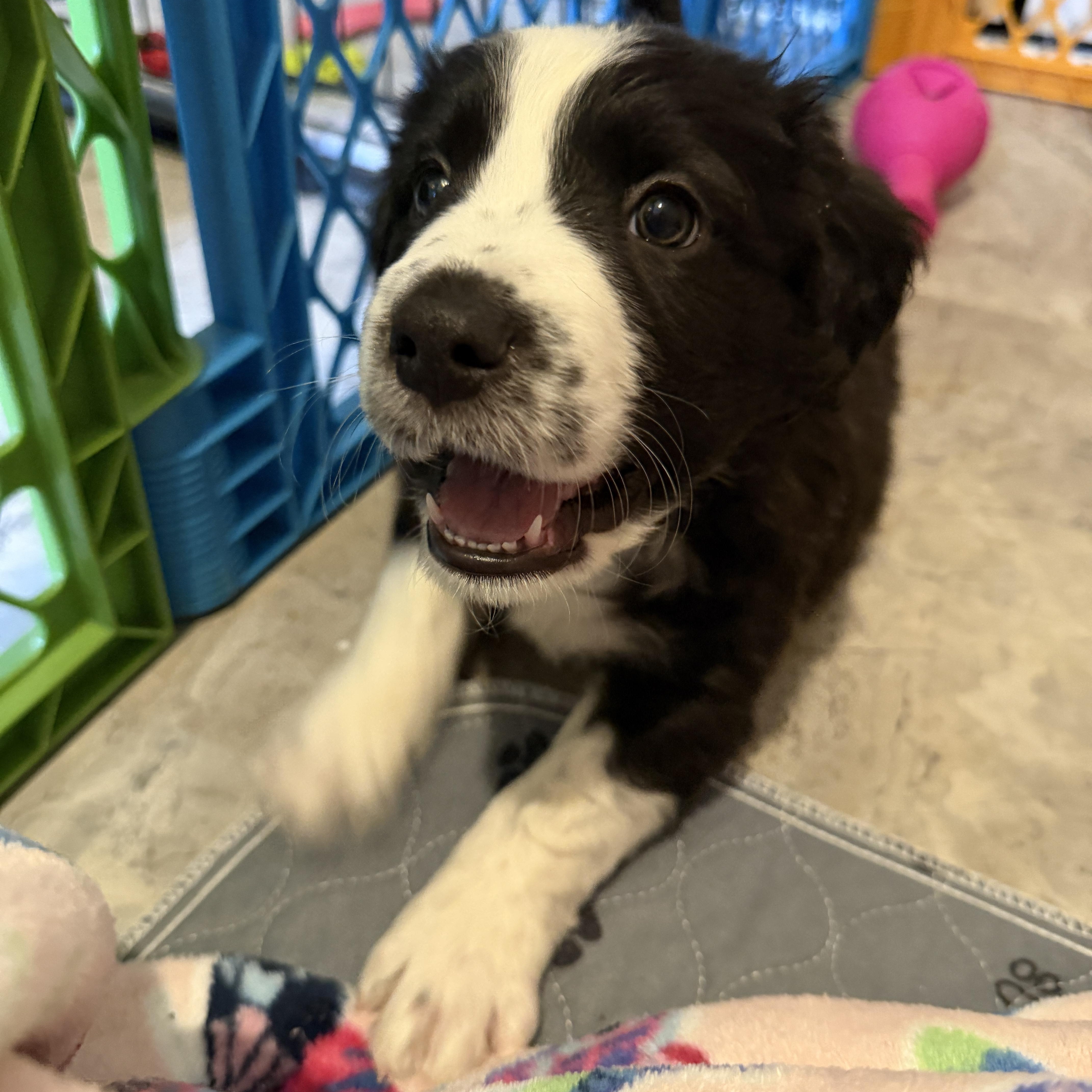 Wemby, an adopted mixed breed in Jeffersonville, IN image 3/4