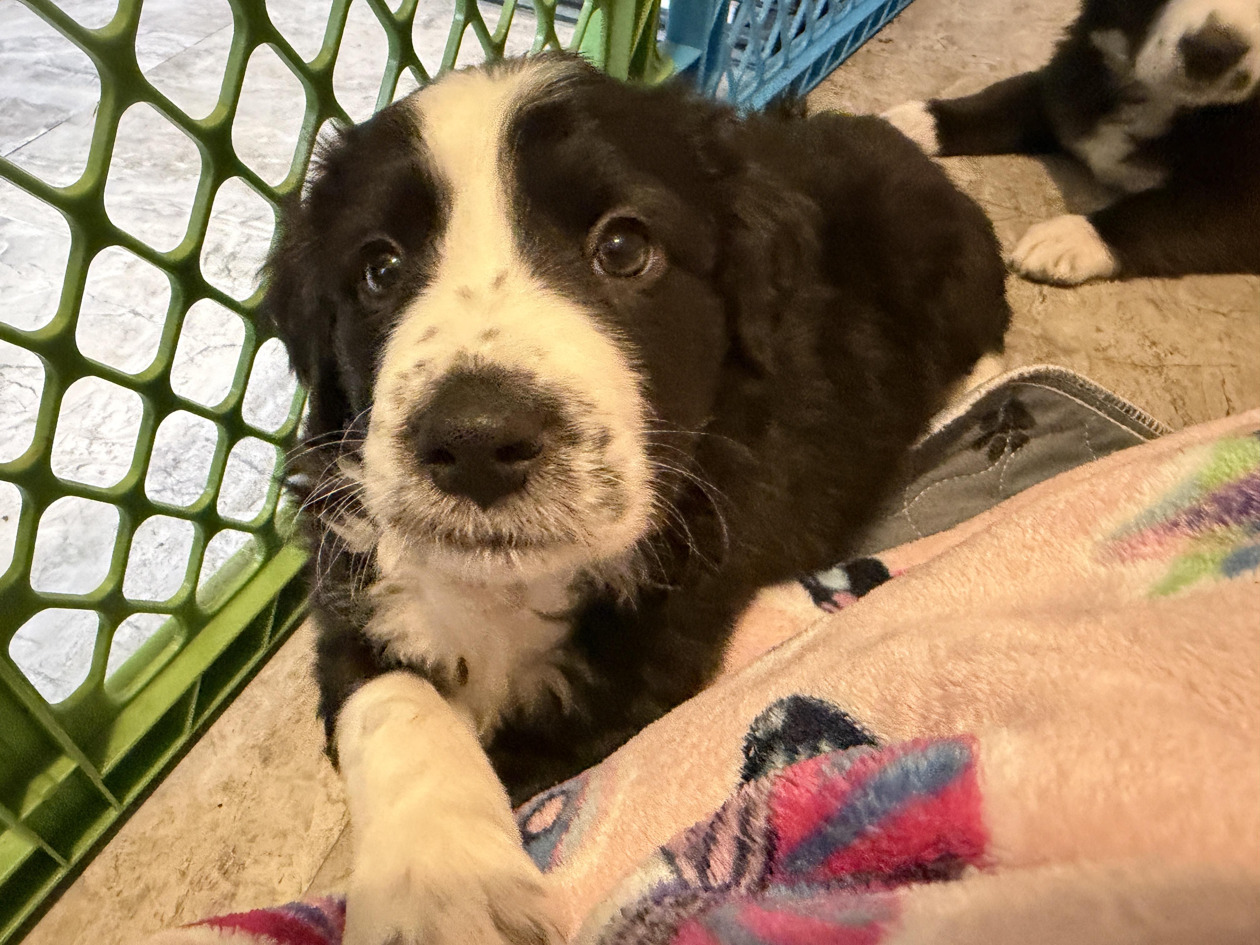 Wemby, an adopted mixed breed in Jeffersonville, IN image 2/4
