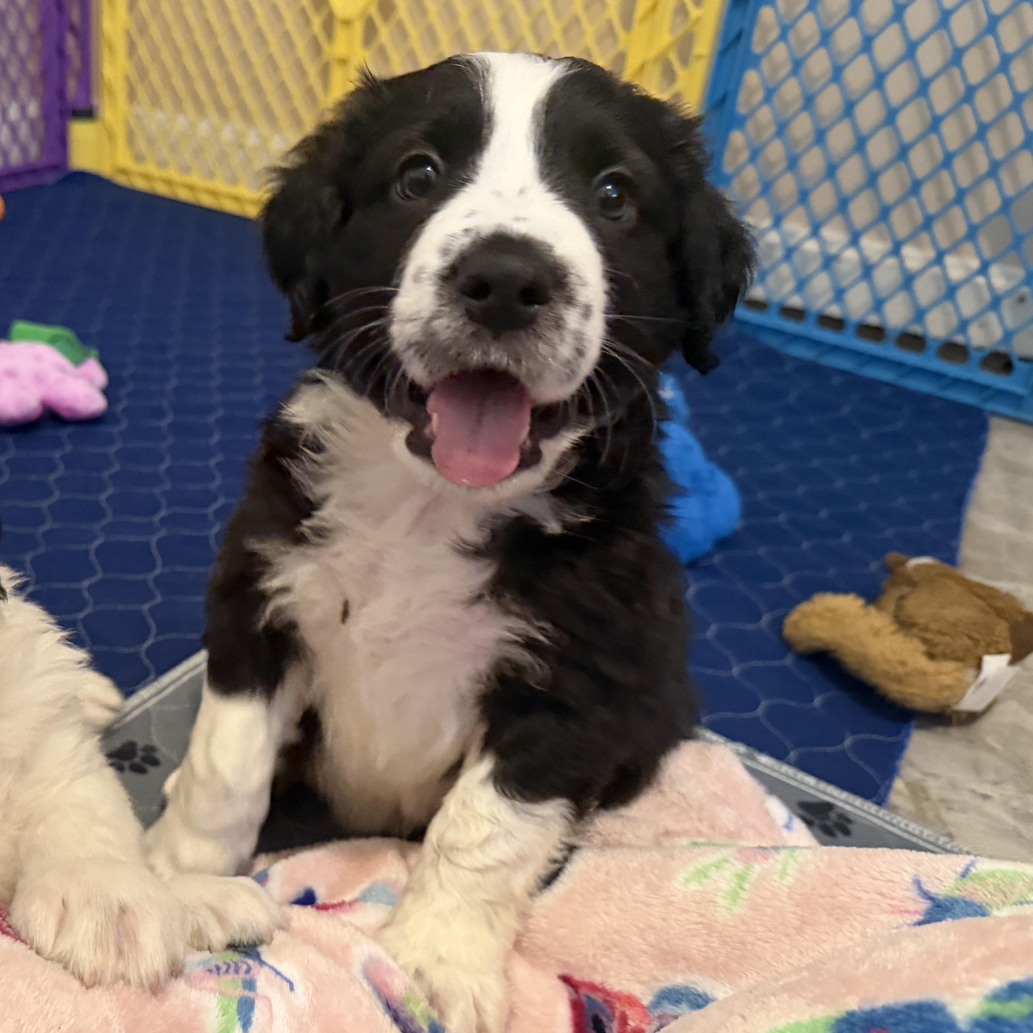 Wemby, adopted, Puppy Male Border Collie & Great Pyrenees.