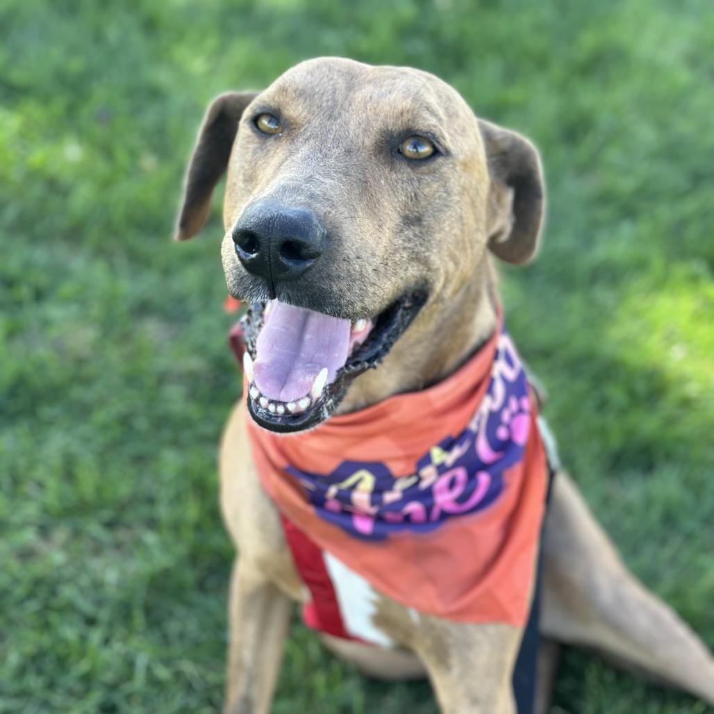 Buster Brown, Adoptable, Adult Male Catahoula Leopard Dog.
