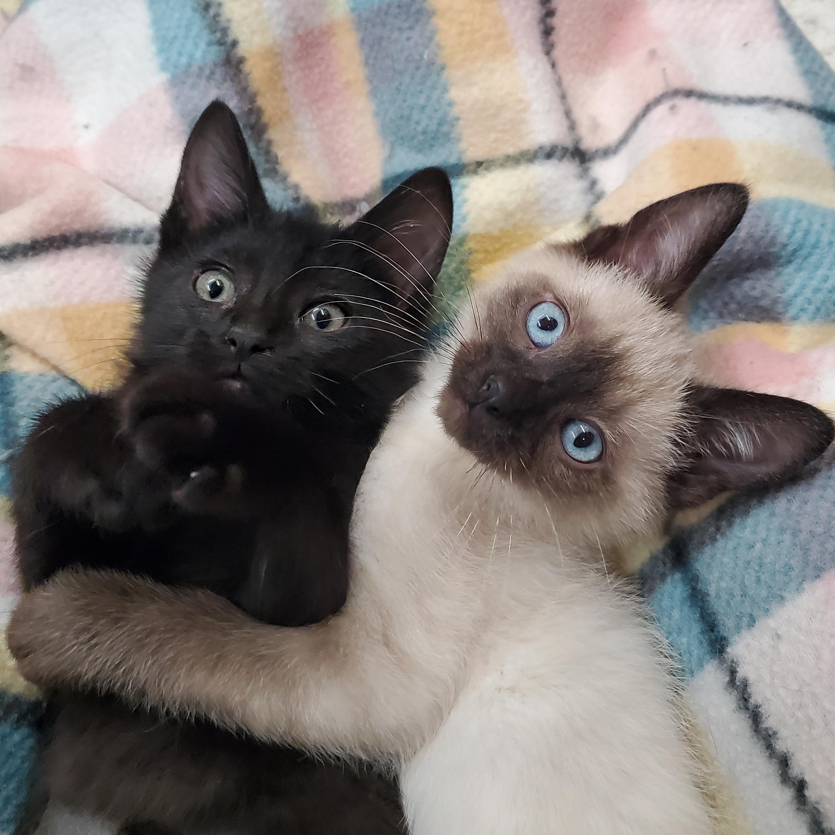 Gibson & Jura, adopted, Kitten Female Siamese & Domestic Short Hair.