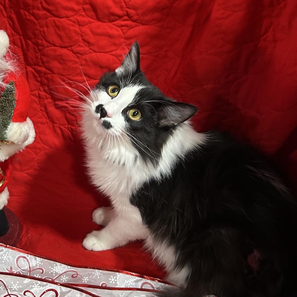 Charlie Chaplin thumbnail 2