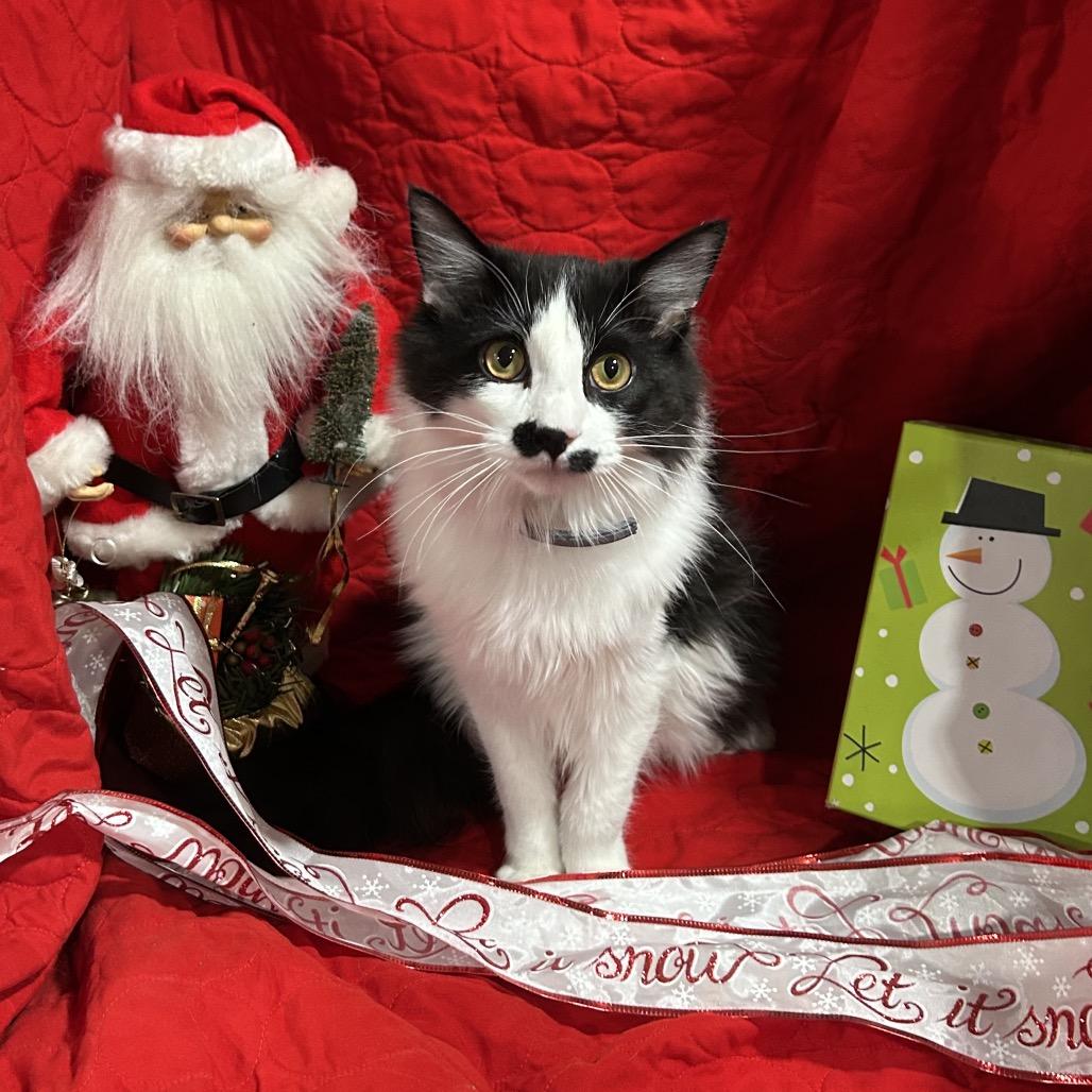 Charlie Chaplin thumbnail 3