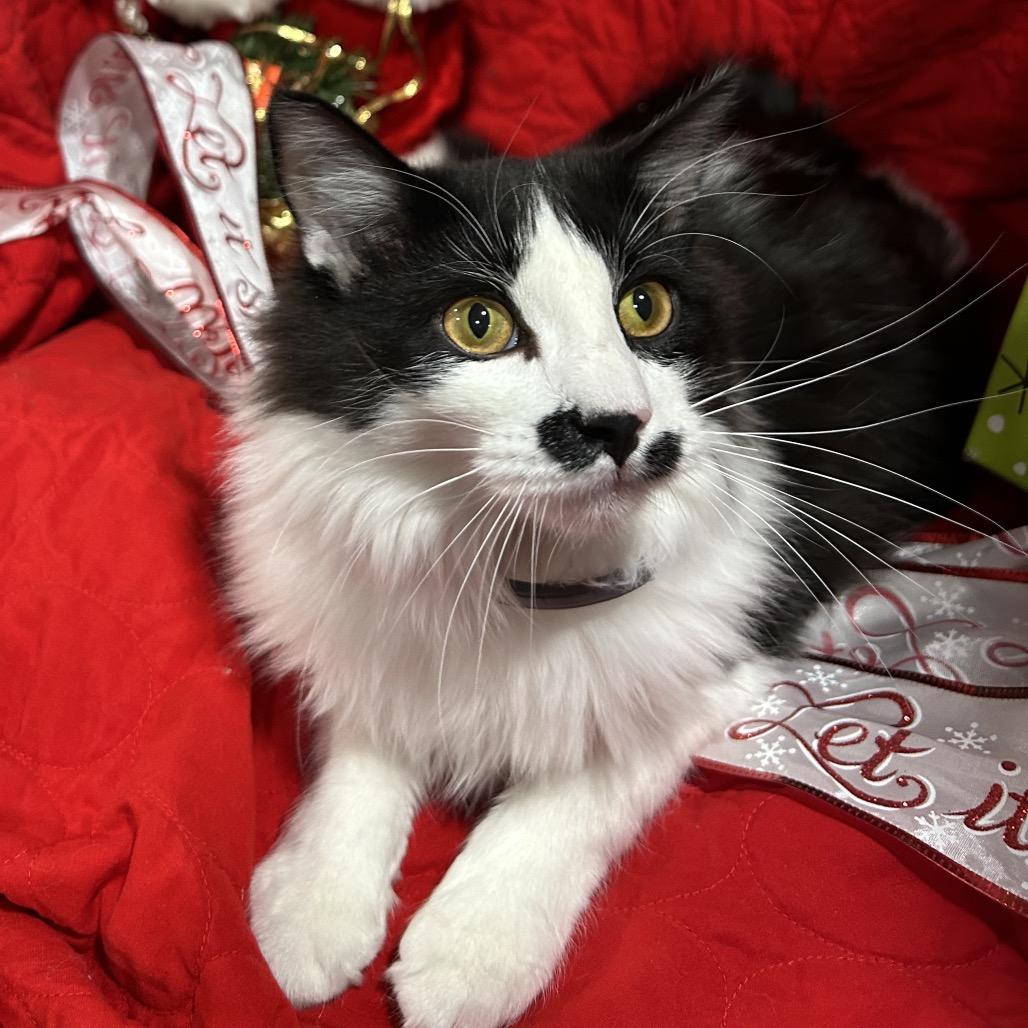 Charlie Chaplin thumbnail 4