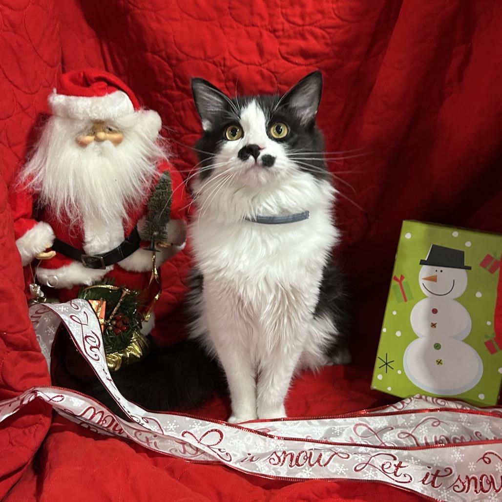 Charlie Chaplin thumbnail 5