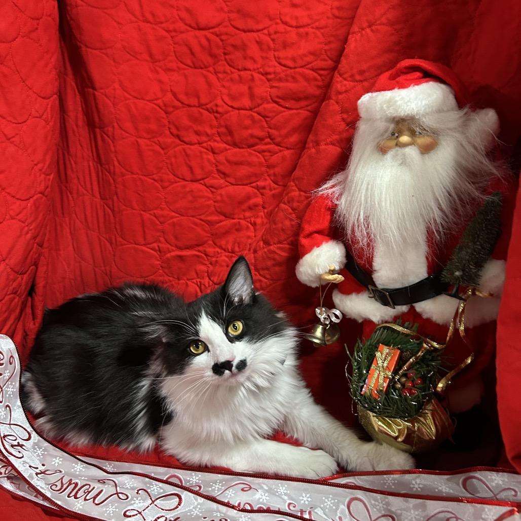 Charlie Chaplin thumbnail 6