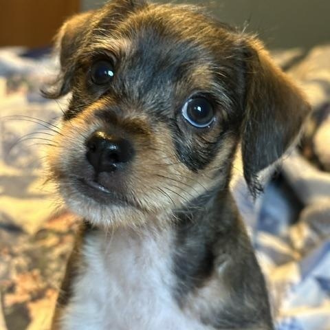 Enlarge Sparky, an adopted mixed breed in Lakeville, MN image 4/5