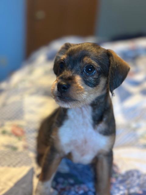Enlarge Sparky, an adopted mixed breed in Lakeville, MN image 5/5