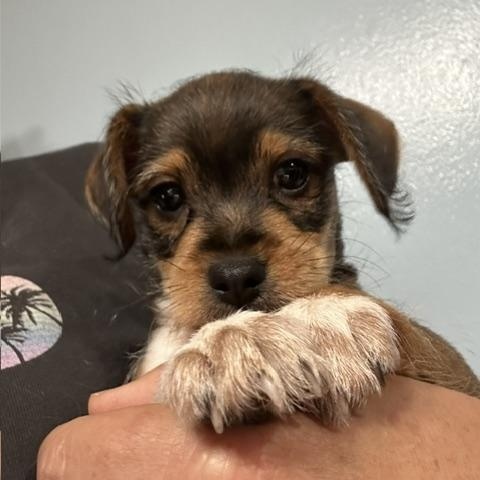 Enlarge Sparky, an adopted mixed breed in Lakeville, MN image 2/5