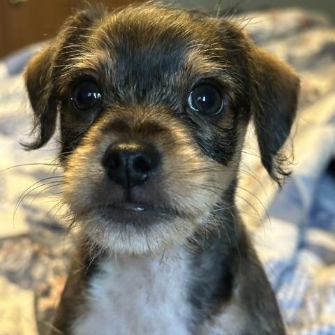 Enlarge Sparky, an adopted mixed breed in Lakeville, MN image 1/5