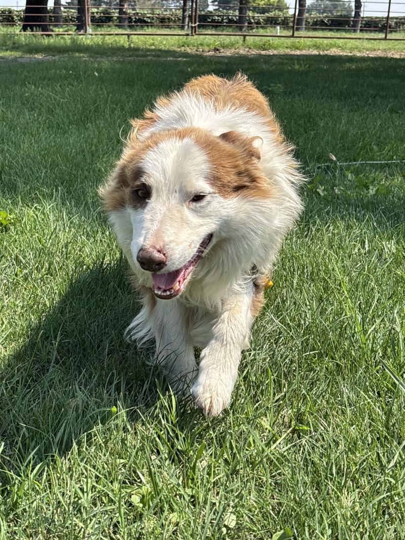 Enlarge Caspian, a Adoptable mixed breed in North Bend, WA image 1/5