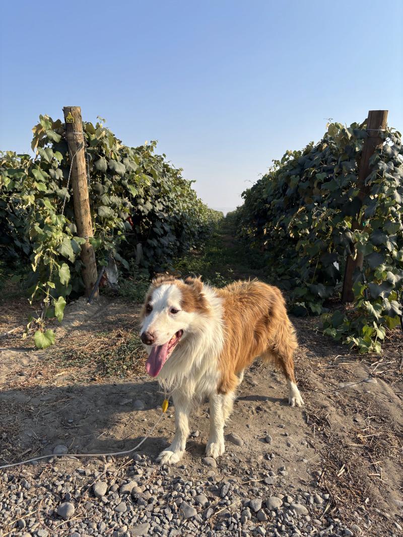 Enlarge Caspian, a Adoptable mixed breed in North Bend, WA image 2/5