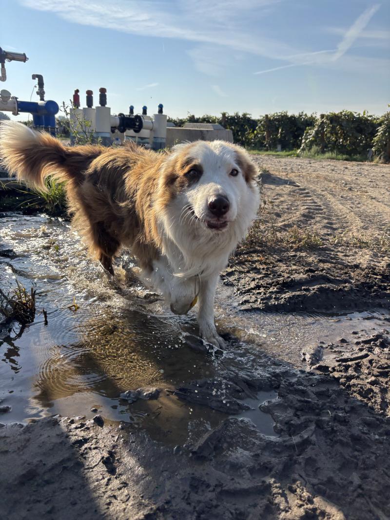 Enlarge Caspian, a Adoptable mixed breed in North Bend, WA image 3/5