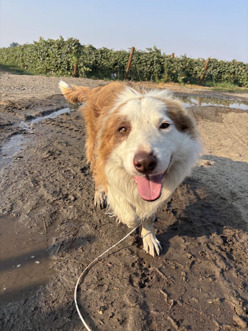 Enlarge Caspian, a Adoptable mixed breed in North Bend, WA image 5/5