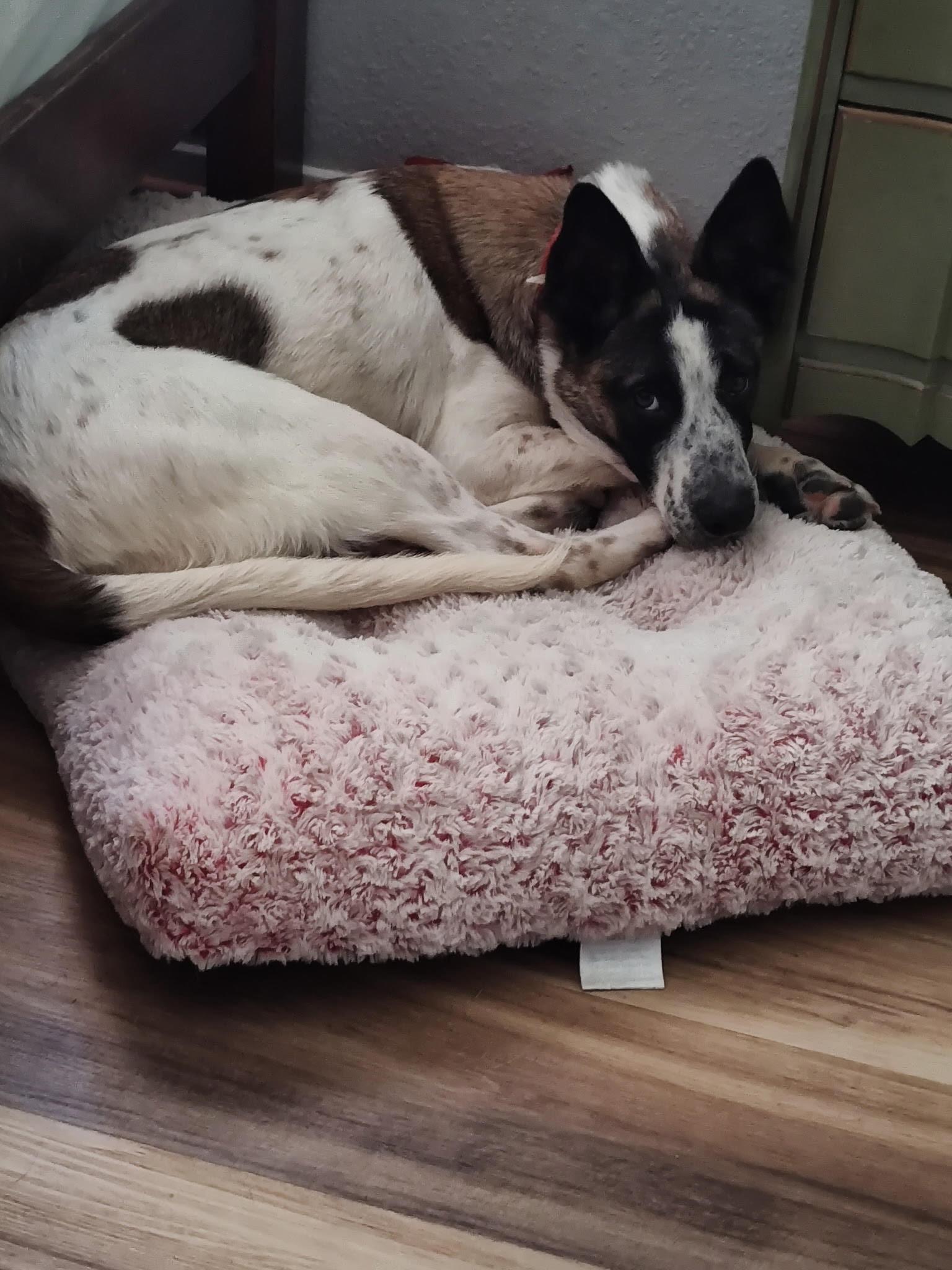 Ozzie, Adoptable, Young Male Australian Cattle Dog / Blue Heeler.