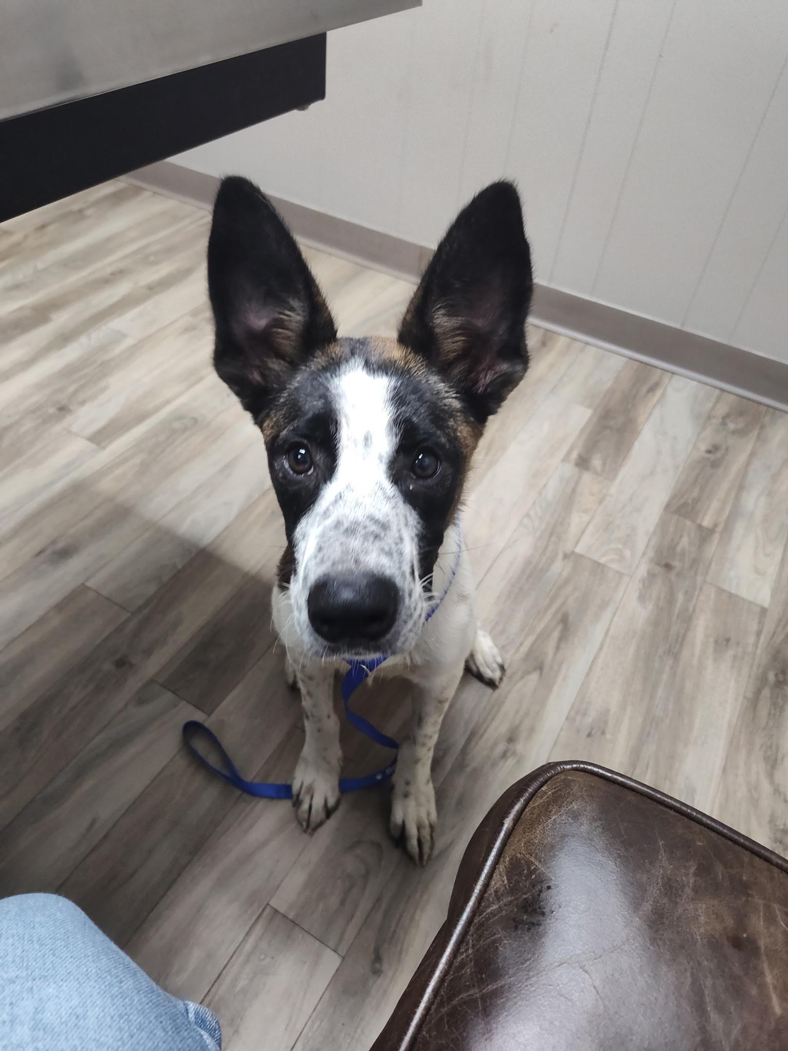 Ozzie, Adoptable, Young Male Australian Cattle Dog / Blue Heeler.