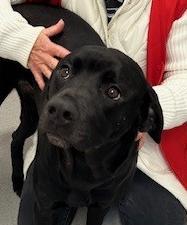 Smokey, Adoptable, Adult Female Black Labrador Retriever & Cane Corso.