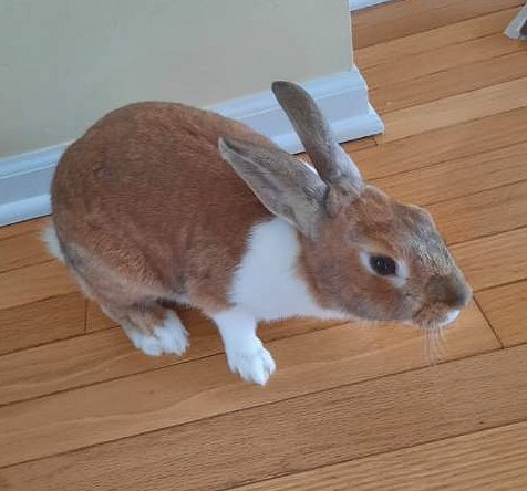 Enlarge Cindy Lou, a Adoptable mixed breed in Waukesha, WI image 3/3