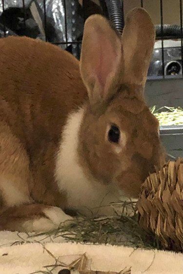 Cindy Lou, Adoptable, Adult Female Dutch & Harlequin.