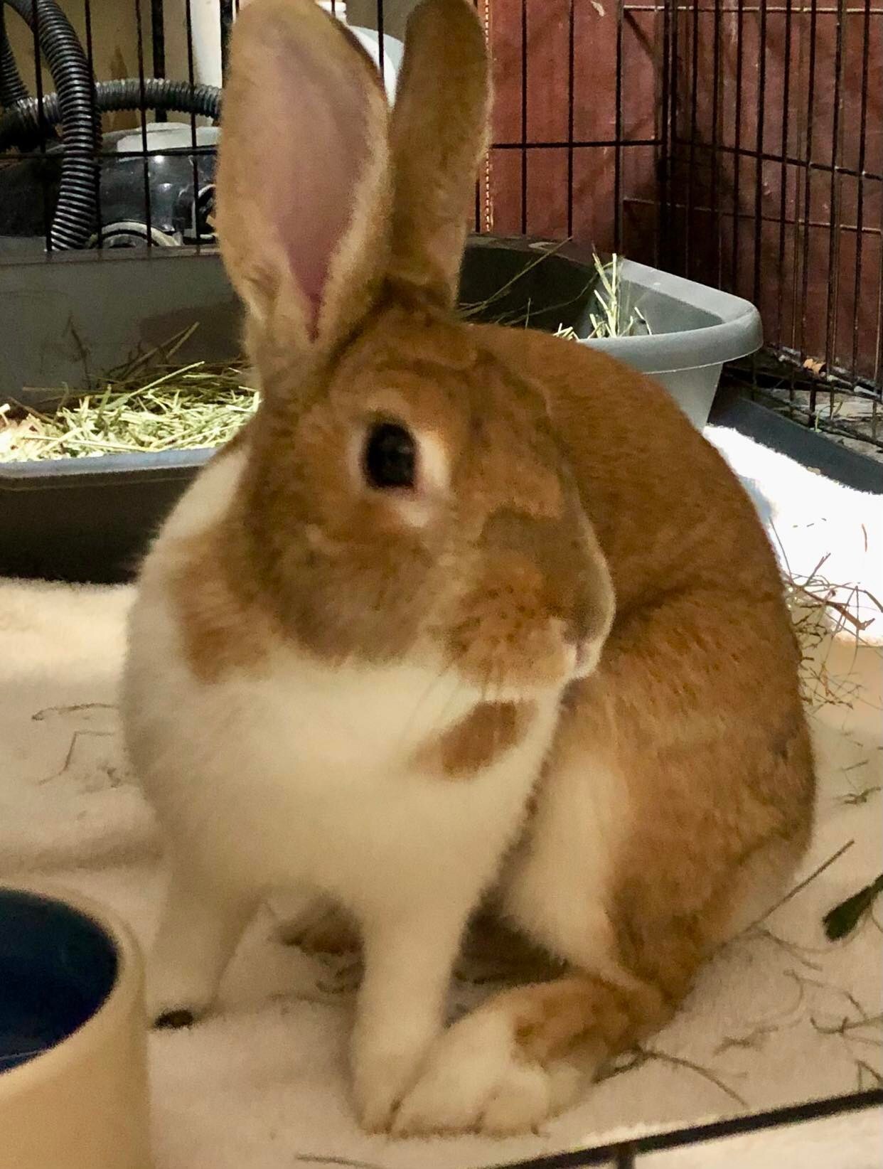 Enlarge Cindy Lou, a Adoptable mixed breed in Waukesha, WI image 2/3