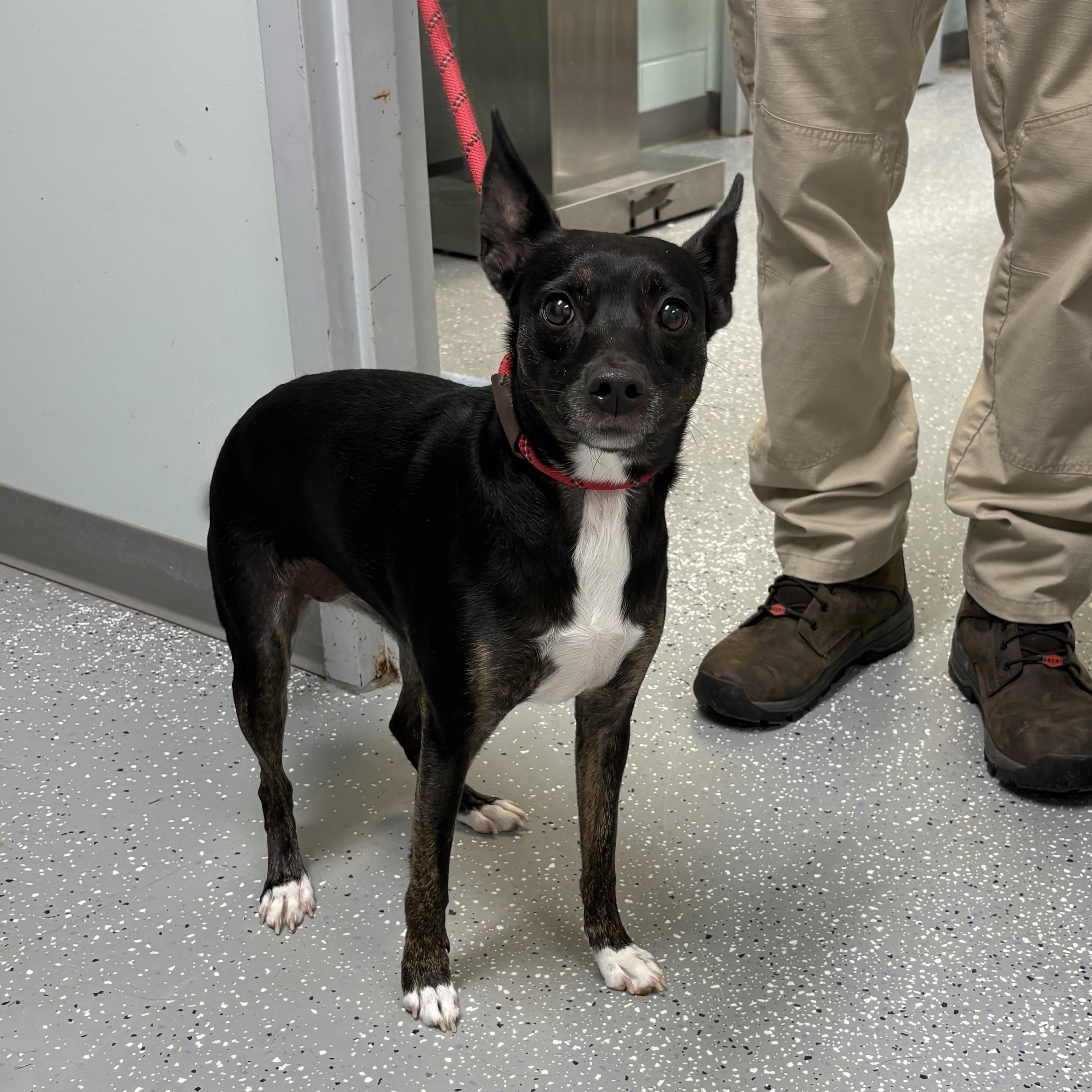 Enlarge Duchess, a Adoptable mixed breed in Bardstown, KY image 2/3