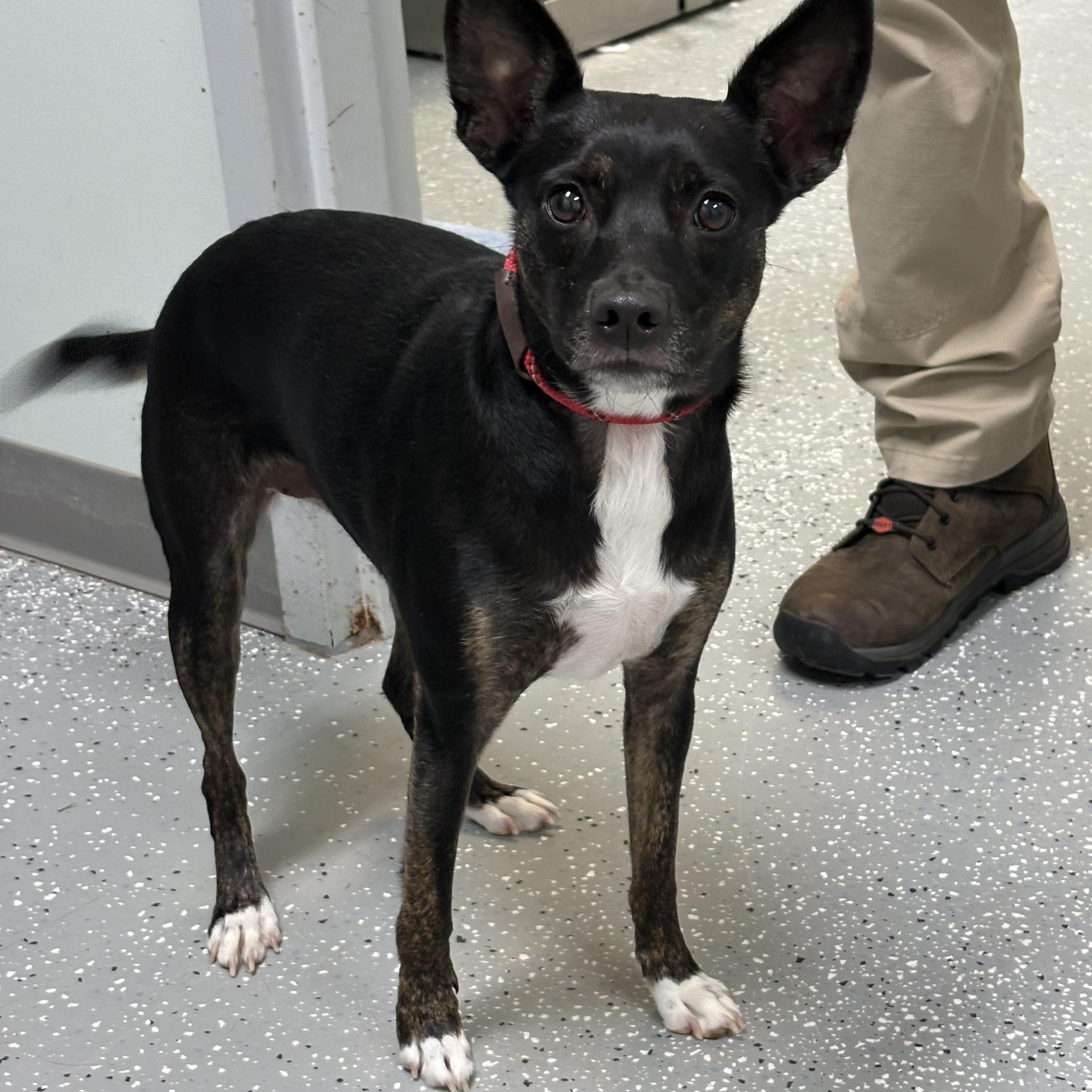 Enlarge Duchess, a Adoptable mixed breed in Bardstown, KY image 1/3