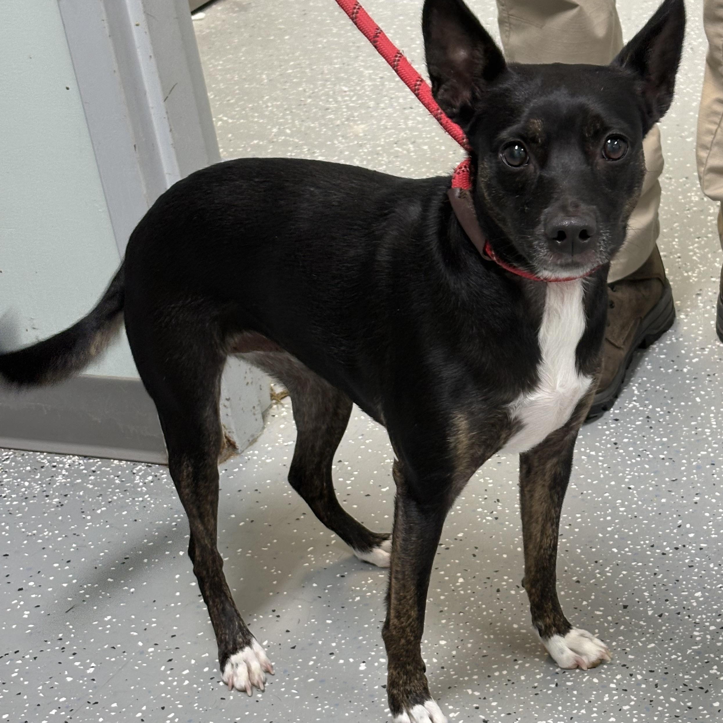 Enlarge Duchess, a Adoptable mixed breed in Bardstown, KY image 3/3