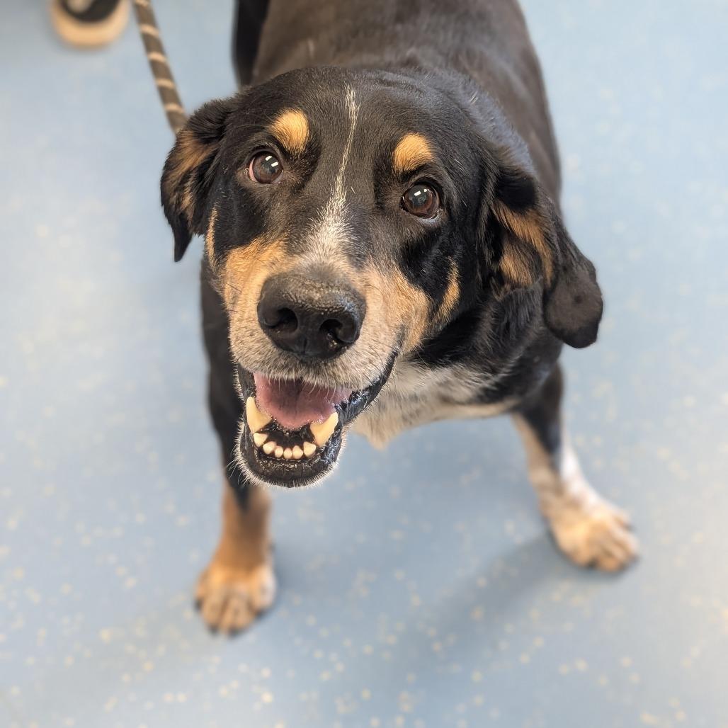 Enlarge Etcha L-6-26, a Adoptable Hound in Watertown, NY image 1/6