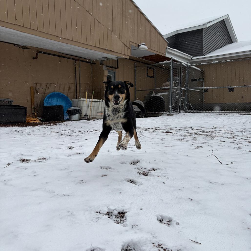 Etcha L-6-26, Adoptable, Adult Male Hound.