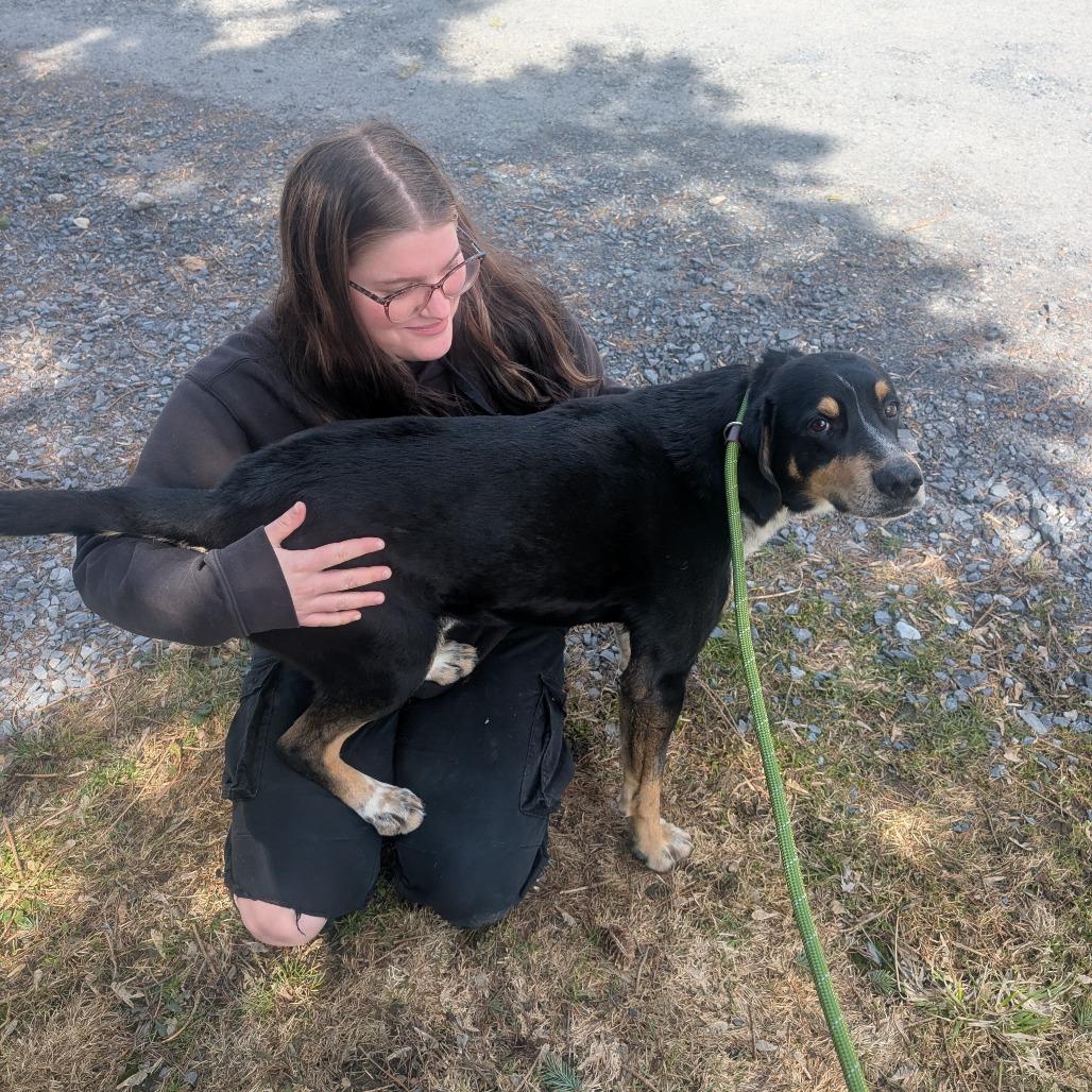 Enlarge Etcha L-6-26, a Adoptable Hound in Watertown, NY image 2/5