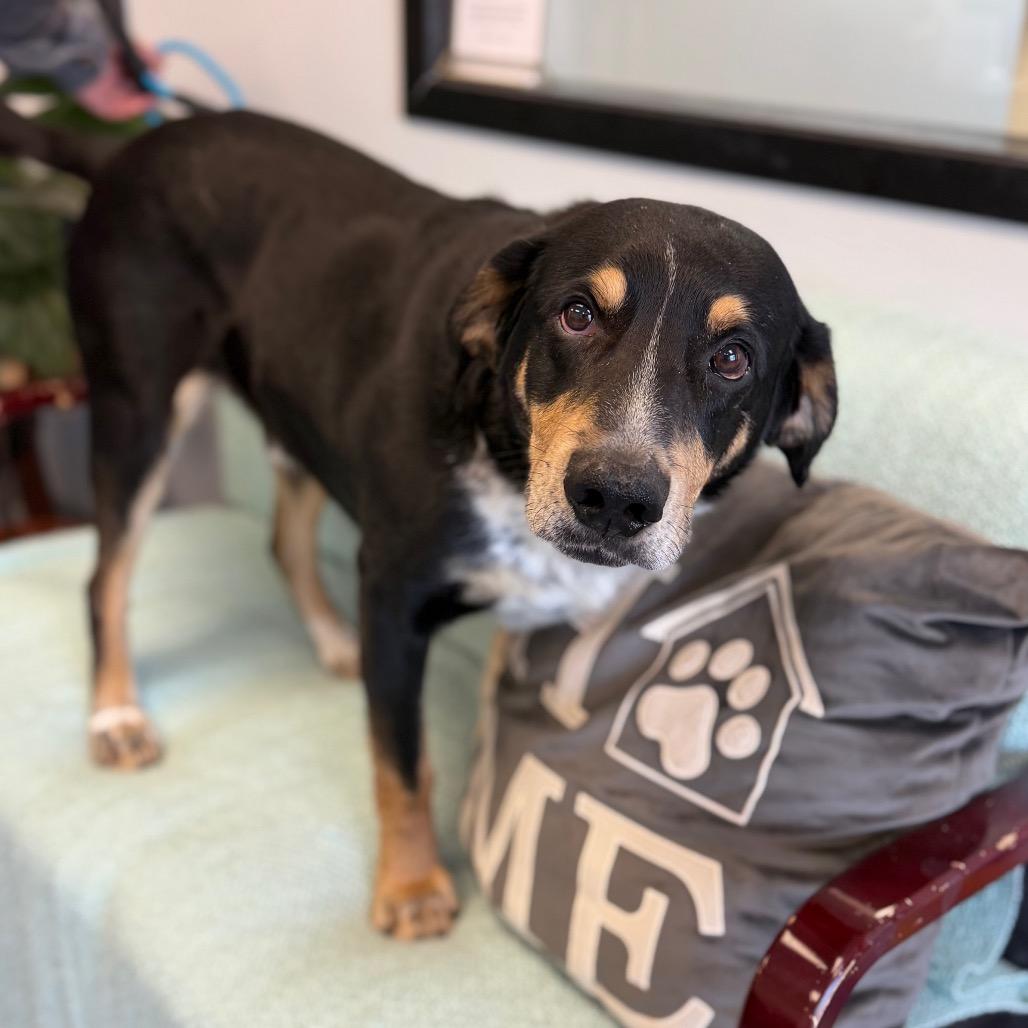 Enlarge Etcha L-6-26, a Adoptable Hound in Watertown, NY image 3/5