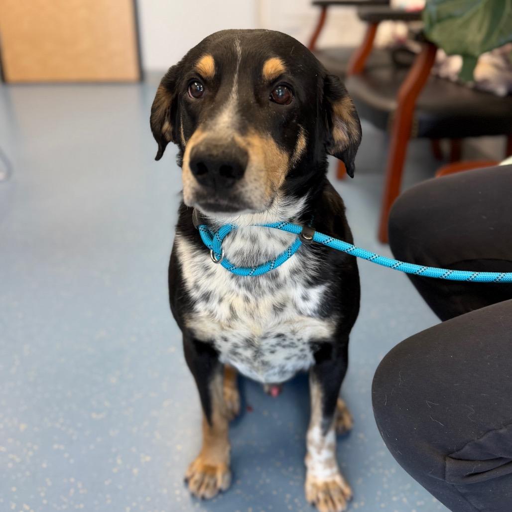 Enlarge Etcha L-6-26, a Adoptable Hound in Watertown, NY image 4/5