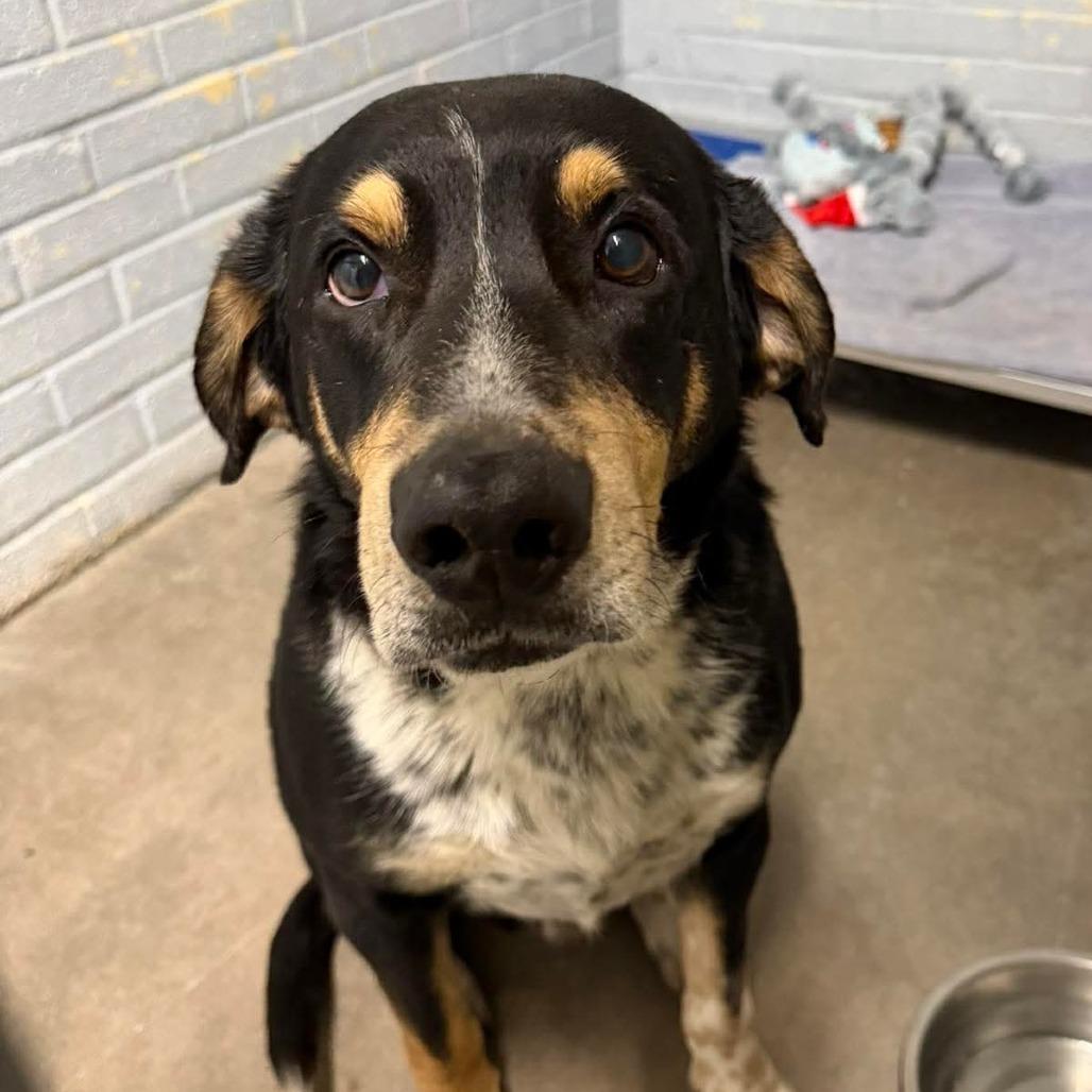 Enlarge Etcha L-6-26, a Adoptable Hound in Watertown, NY image 5/5