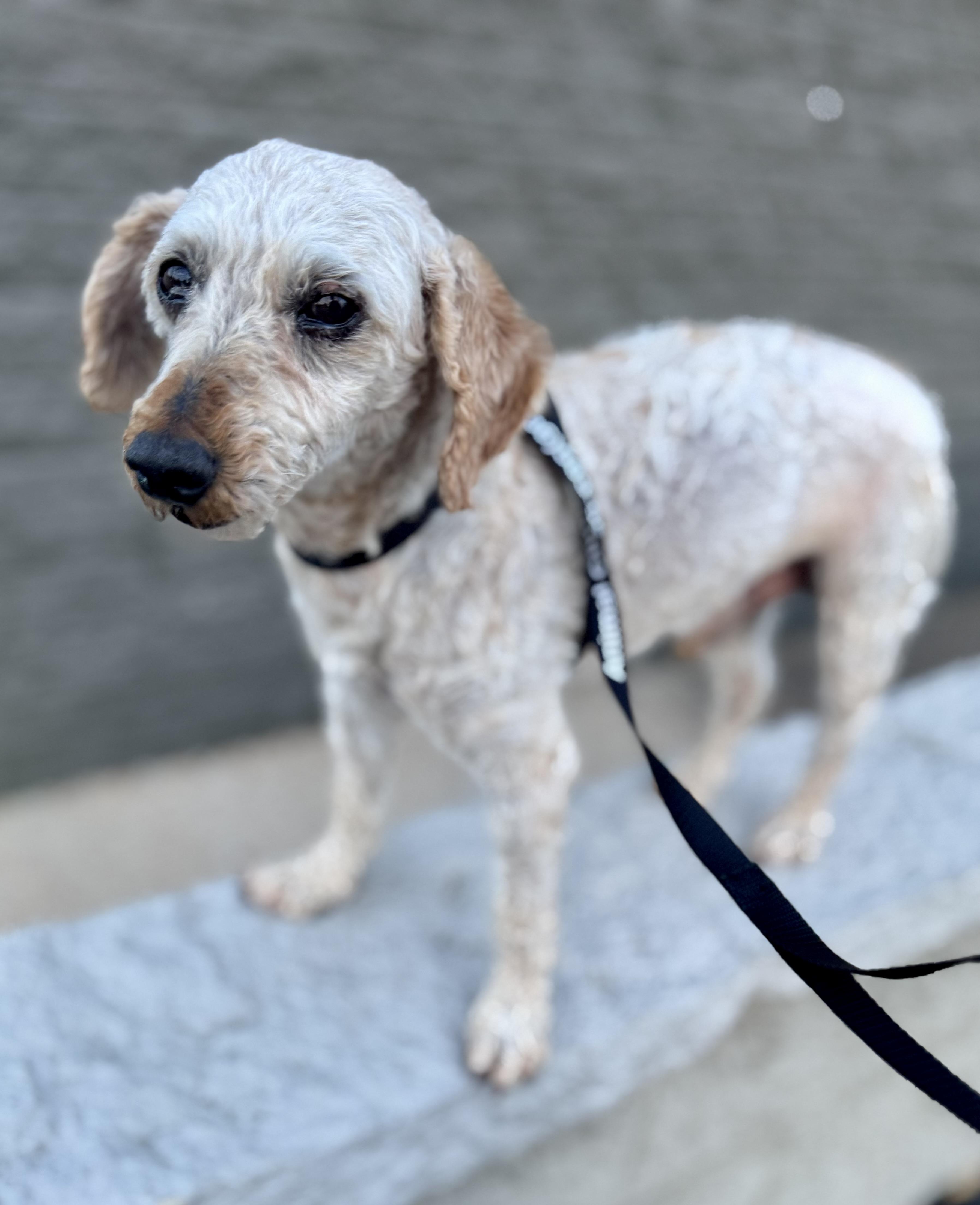Enlarge Willy, an adopted Miniature Poodle in Washington, MO image 1/2