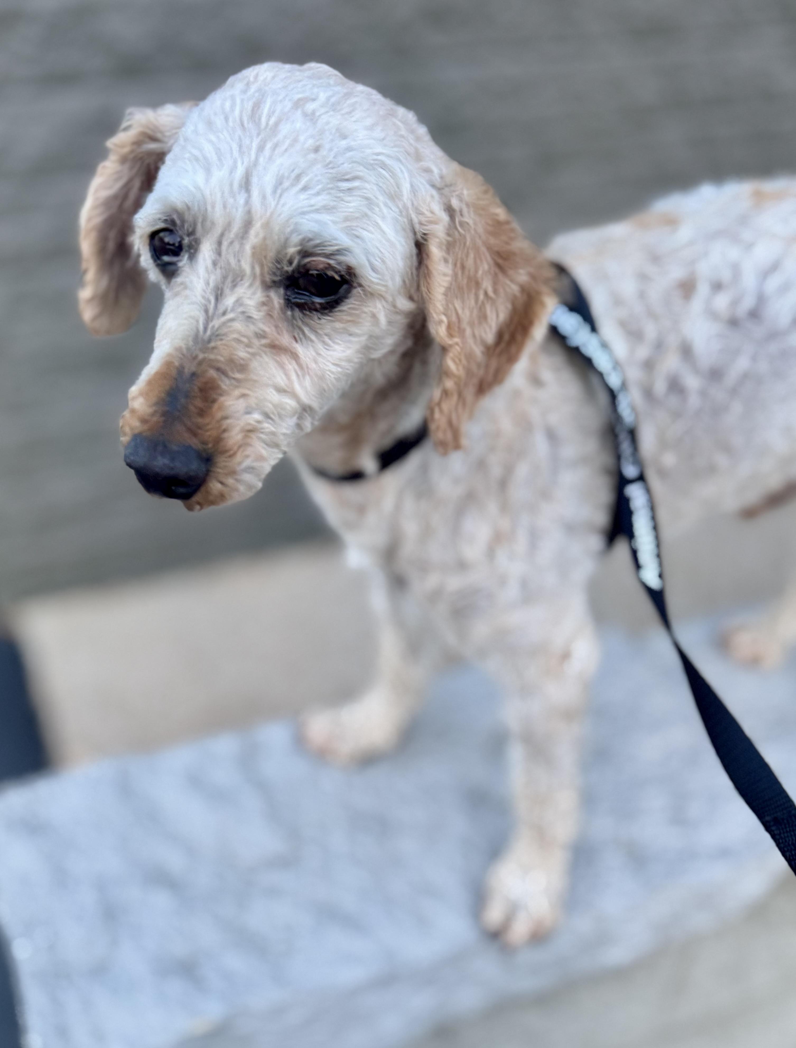 Enlarge Willy, an adopted Miniature Poodle in Washington, MO image 2/2