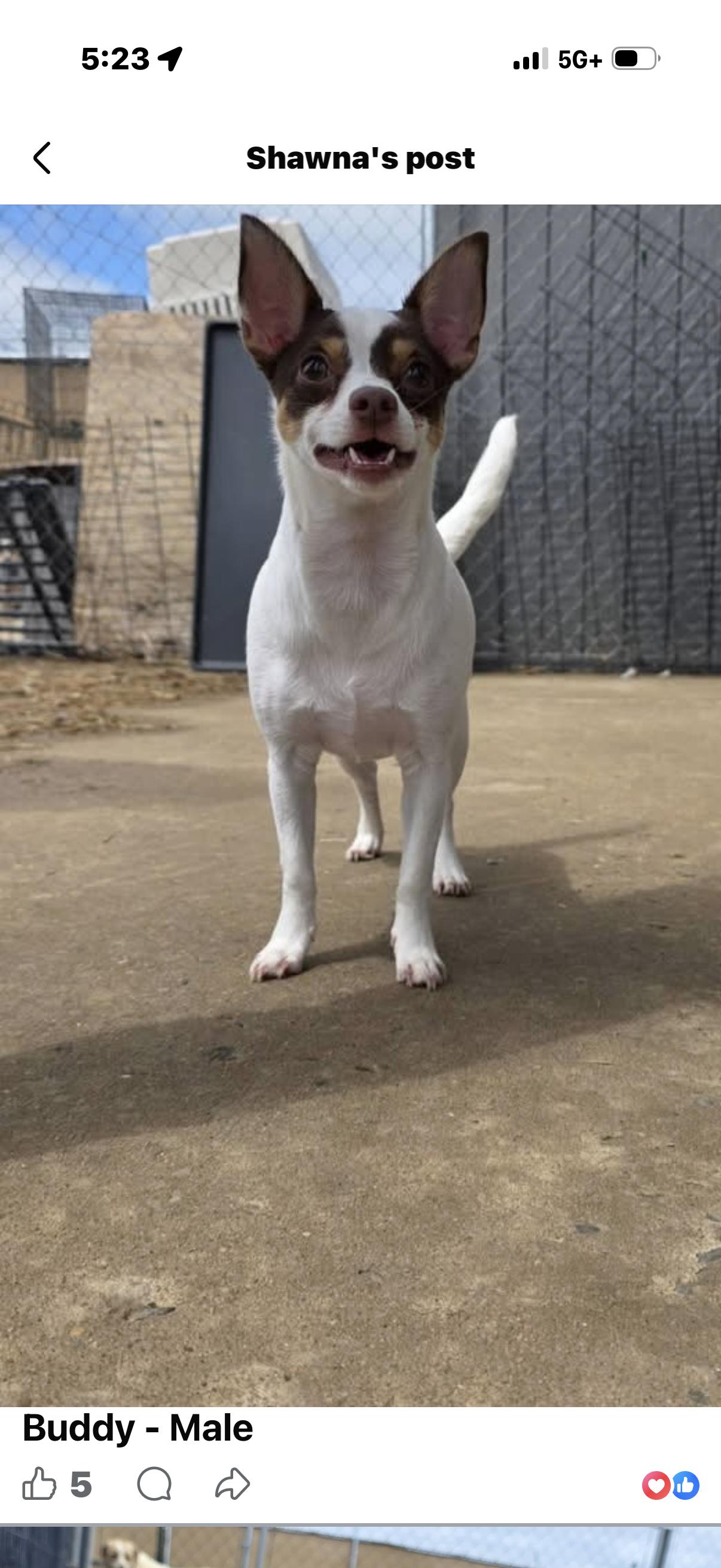 Buddy, ADOPTABLE, Young Male Chihuahua.